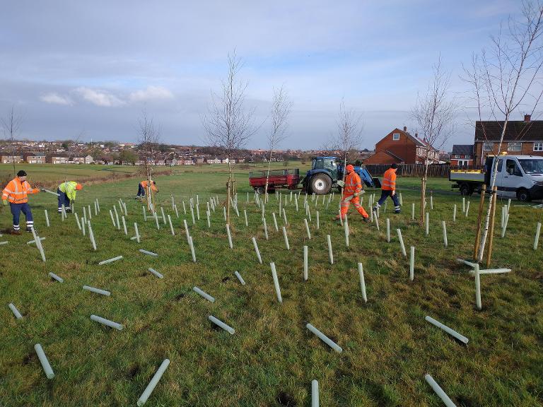 Treeplanting tree planting