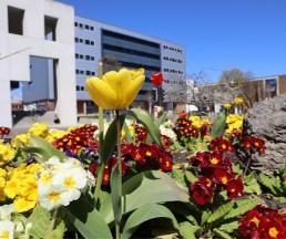 City flowers