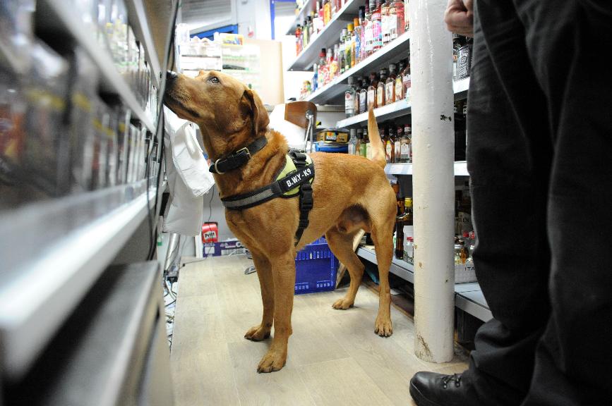 Tobacco dog Tobacco dog