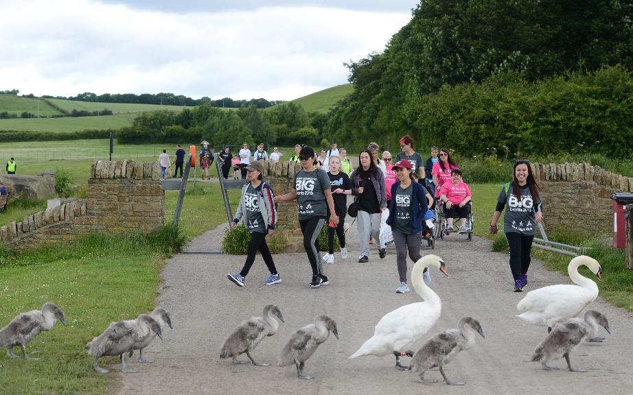 BIG Walk 2019 BIG Walk 2019