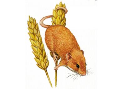 Harvest mouse