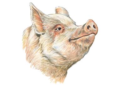 Pig