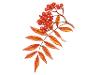 Berries red