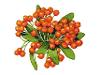 Pyracantha