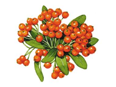 Pyracantha