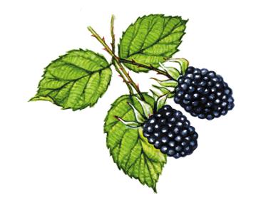 Blackberries