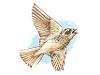 Skylark