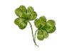 Shamrock