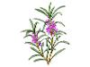 Rosemary