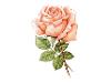 Rose peach
