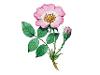 Wild rose