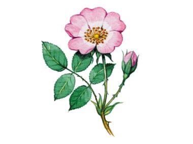 Wild rose