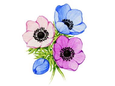 Anemones 1