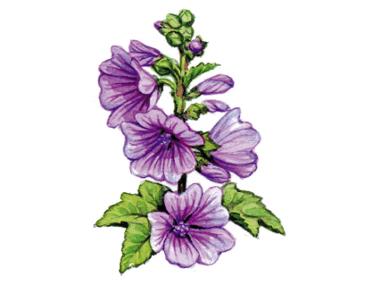 Hollyhock