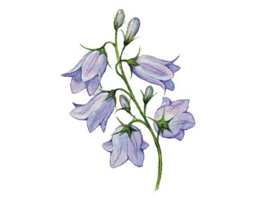 Harebell