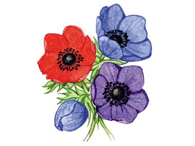 Anemones 2