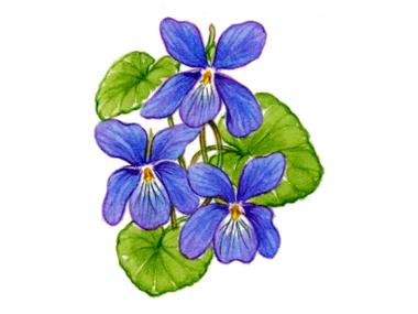 Violets