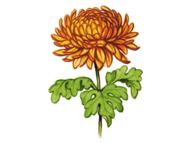 Chrysanthemum