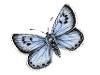 Butterfly blue