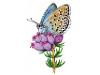 Butterfly and heather