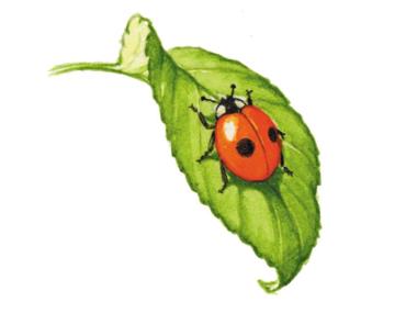 Ladybird