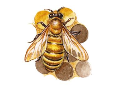 Bee