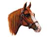 Horse head
