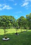 Newly planted memorial trees