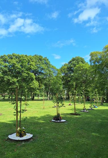 Newly planted memorial trees