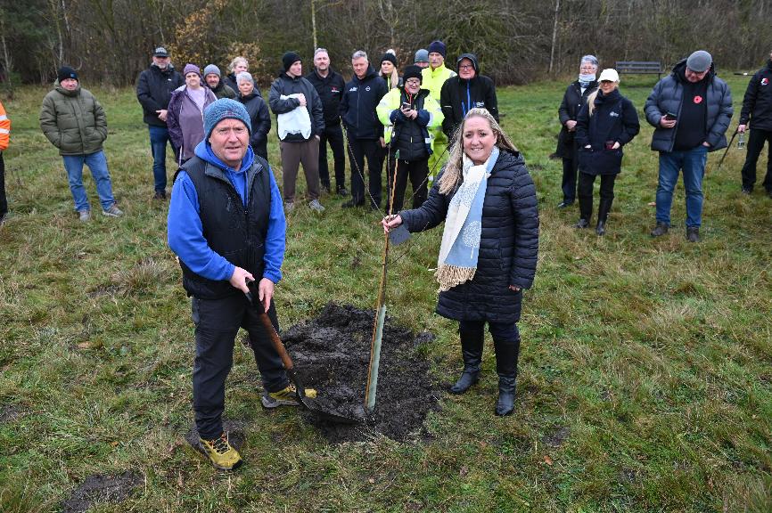 Sycamore Gap Sapling Hetton Lyons