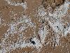 Plastic pellets on beaches